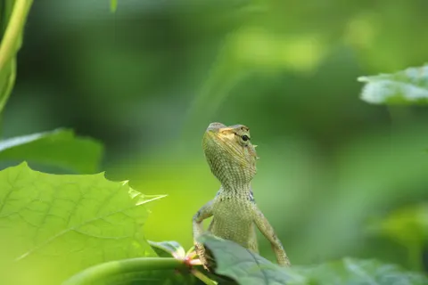 Bukalemun 4K Duvar Kağıdı · animals · 3840×2560