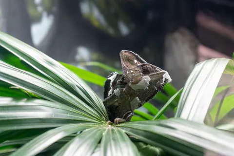 Bukalemun 4K Duvar Kağıdı · animals · 3840×2560