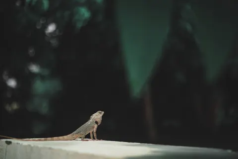Bukalemun 4K Duvar Kağıdı · animals · 3840×2560