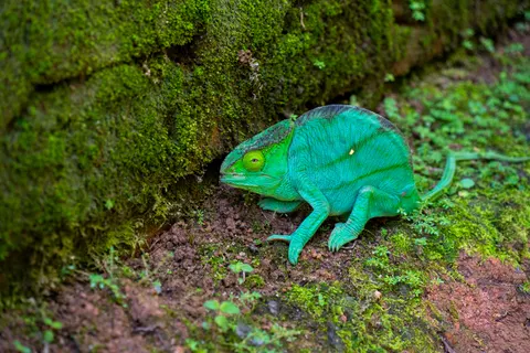 Bukalemun 4K Duvar Kağıdı · animals · 3840×2560