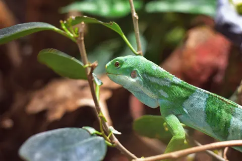 Bukalemun 4K Duvar Kağıdı · animals · 3840×2560