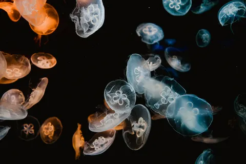 水母 4K桌布 · animals · 3840×2560