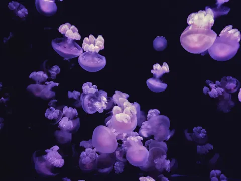 水母 4K桌布 · animals · 3840×2880