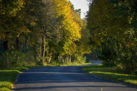 Herbstwald 4K Hintergrundbild · nature · 3840×2565