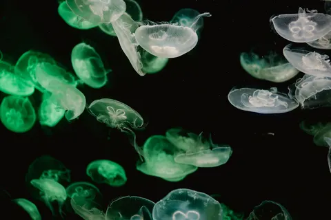 水母 4K桌布 · animals · 3840×2560