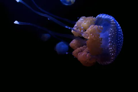 水母 4K桌布 · animals · 3840×2560