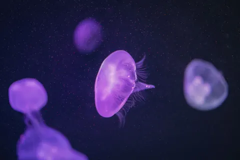 해파리 4K 배경화면 · animals · 3840×2561