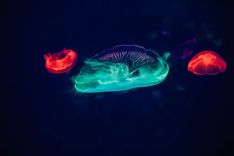 Qualle 4K Hintergrundbild · animals · 3840×2560