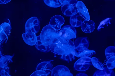 जेलीफिश 4K वॉलपेपर · animals · 3840×2561