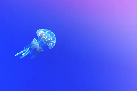 जेलीफिश 4K वॉलपेपर · animals · 3840×2560