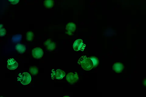 خلفية قنديل البحر بدقة 4K · animals · 3840×2563