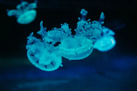 जेलीफिश 4K वॉलपेपर · animals · 3840×2560