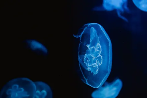 जेलीफिश 4K वॉलपेपर · animals · 3840×2560