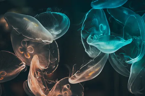水母 4K桌布 · animals · 3840×2560