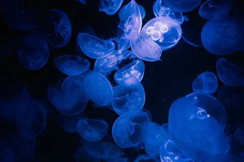 水母 4K桌布 · animals · 3840×2560