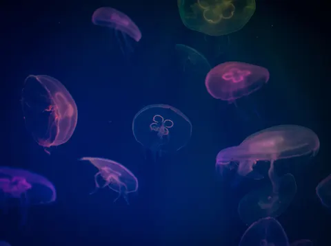 水母 4K桌布 · animals · 3840×2864