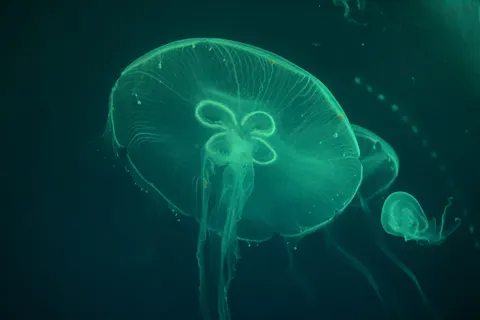 水母 4K桌布 · animals · 3840×2564