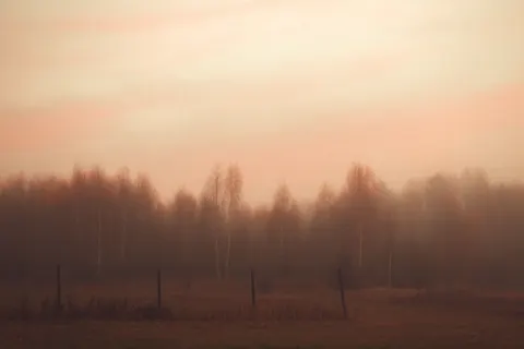 Foggy Forest 4K Wallpaper · nature · 3840×2563