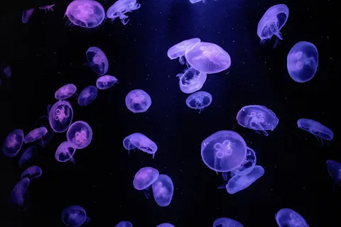 जेलीफिश 4K वॉलपेपर · animals · 3840×2560