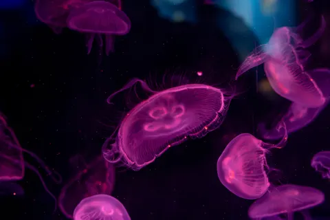 水母 4K桌布 · animals · 3840×2560