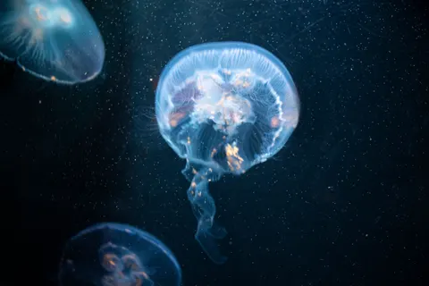 خلفية قنديل البحر بدقة 4K · animals · 3840×2560