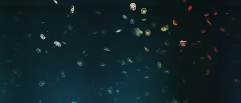 水母 4K桌布 · animals · 3840×1646