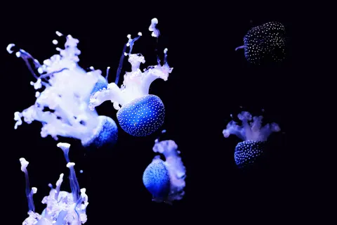 水母 4K桌布 · animals · 3840×2560