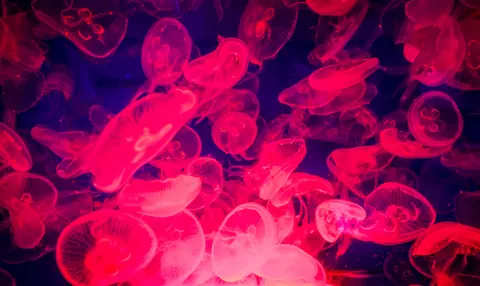 水母 4K桌布 · animals · 3840×2290
