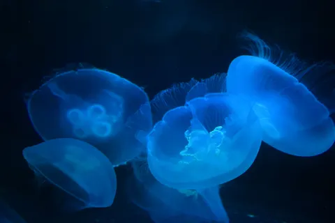 水母 4K桌布 · animals · 3840×2560