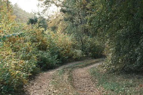 Fondo de pantalla Bosque de otoño 4K · nature · 3840×2560