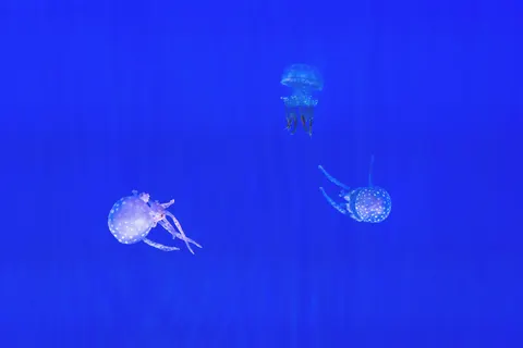 水母 4K桌布 · animals · 3840×2560