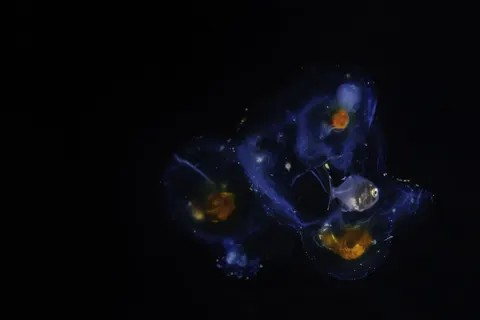 水母 4K桌布 · animals · 3840×2561