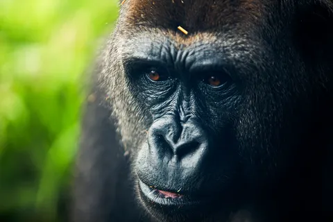 Gorilla 4K-achtergrond · animals · 3840×2560