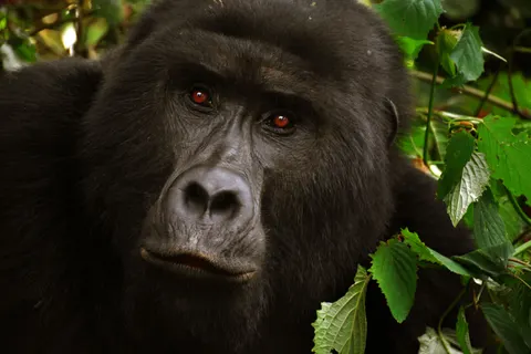 Gorilla 4K-achtergrond · animals · 3840×2560