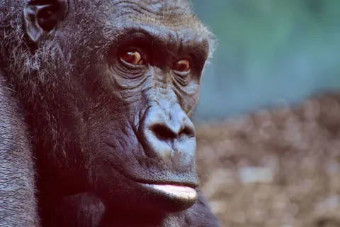 Gorilla 4K-achtergrond · animals · 3840×2560