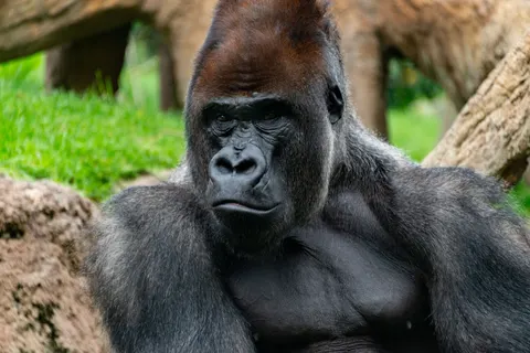 Gorilla 4K Hintergrundbild · animals · 3840×2563