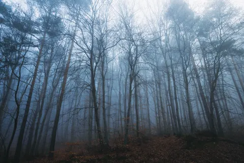 Foggy Forest 4K Wallpaper · nature · 3840×2560
