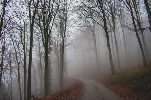Herbstwald 4K Hintergrundbild · nature · 3840×2560