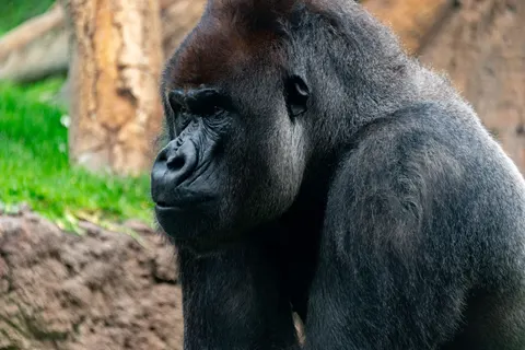 Gorilla 4K-achtergrond · animals · 3840×2563