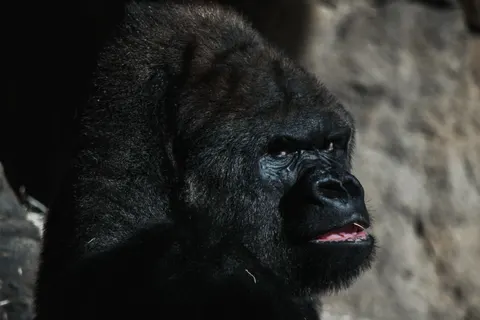Gorilla 4K-achtergrond · animals · 3840×2560