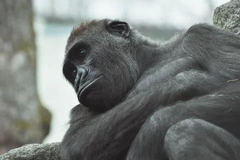 Wallpaper Gorila 4K · animals · 3840×2560