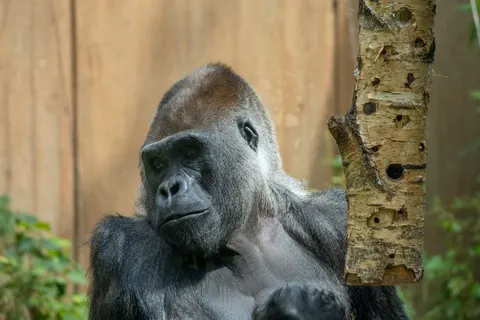 Gorilla 4K-achtergrond · animals · 3840×2560