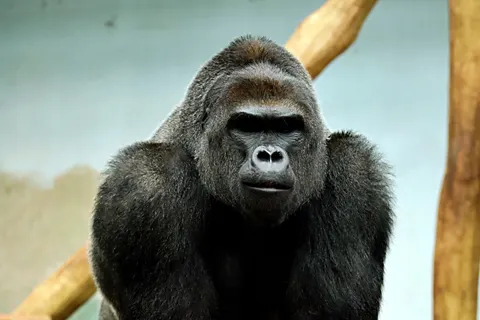 Fondo de pantalla Gorila 4K · animals · 3840×2560