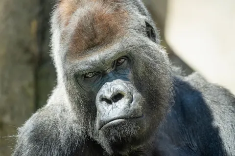 Sfondo Gorilla 4K · animals · 3840×2560