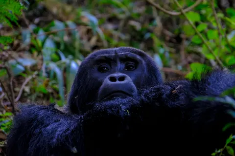 Gorilla 4K Hintergrundbild · animals · 3840×2560