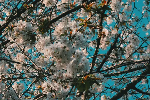 خلفية أزهار الكرز بدقة 4K · nature · 3840×2560