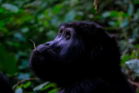 Fond d'écran Gorille 4K · animals · 3840×2560