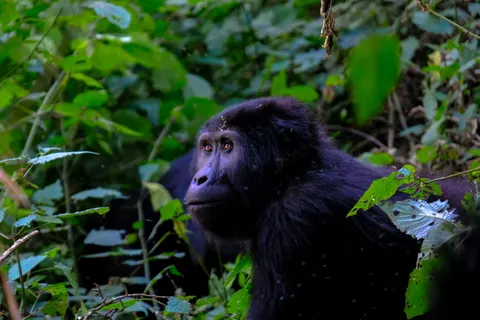 Gorilla 4K Hintergrundbild · animals · 3840×2560