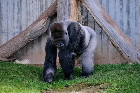 Gorilla 4K-achtergrond · animals · 3840×2560