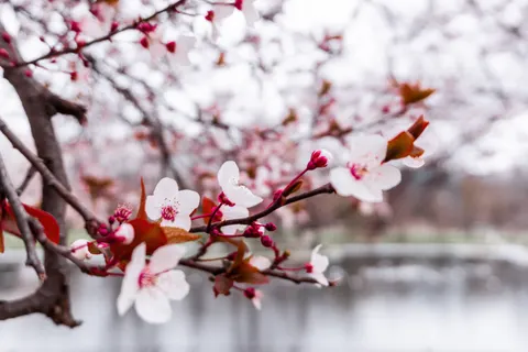 Fond d'écran Fleur de cerisier 4K · nature · 3840×2560